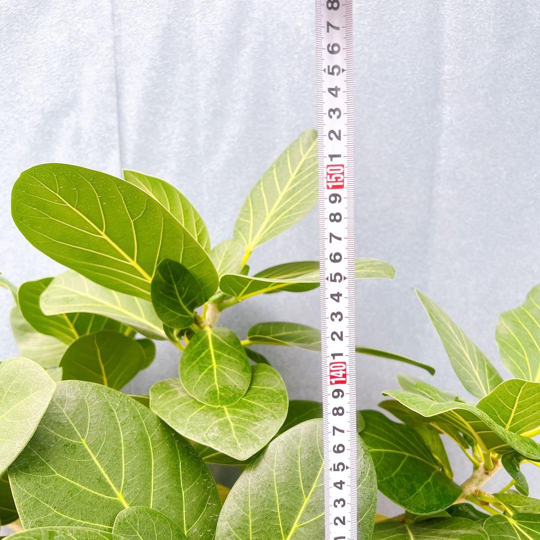 現品　フィカス　ゴムの木　ベンガレンシス　42番　インテリアグリーン　観葉植物