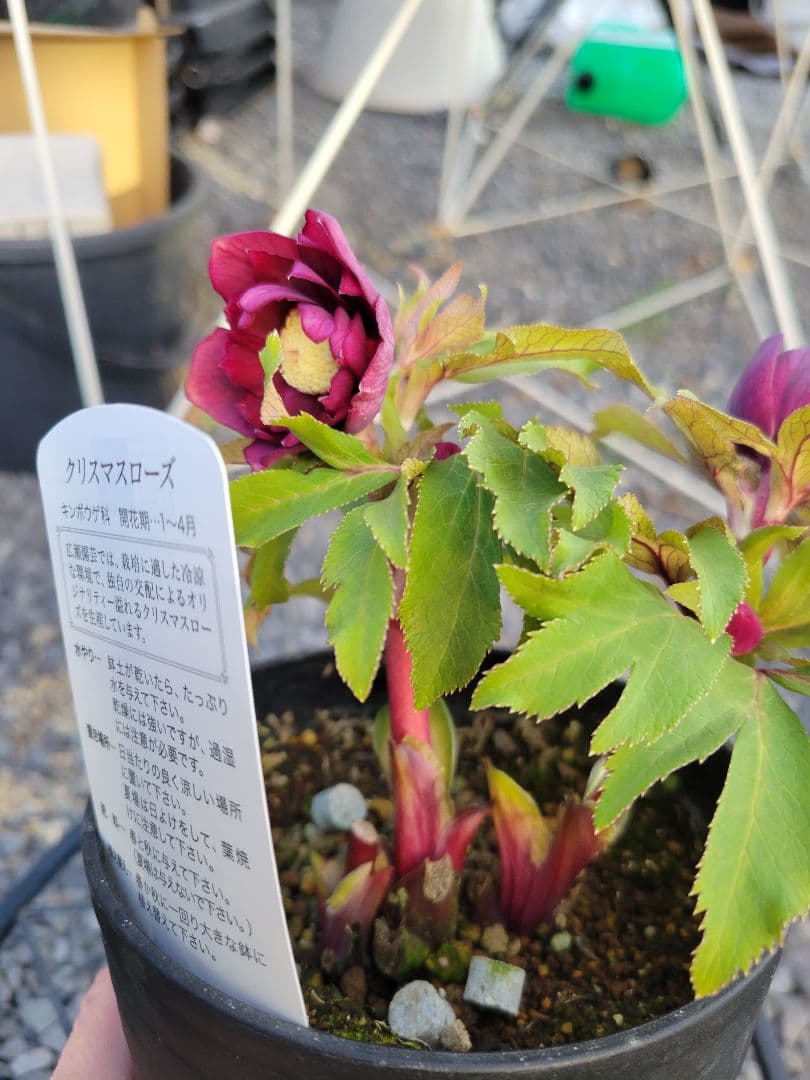 広瀬園芸　レッドダブル　クリスマスローズ