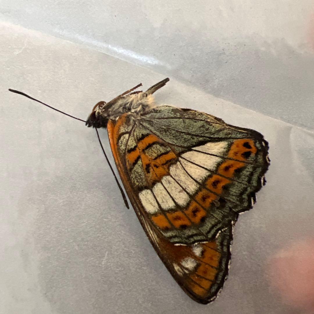 オオイチモンジ　モンゴル産　10頭セット