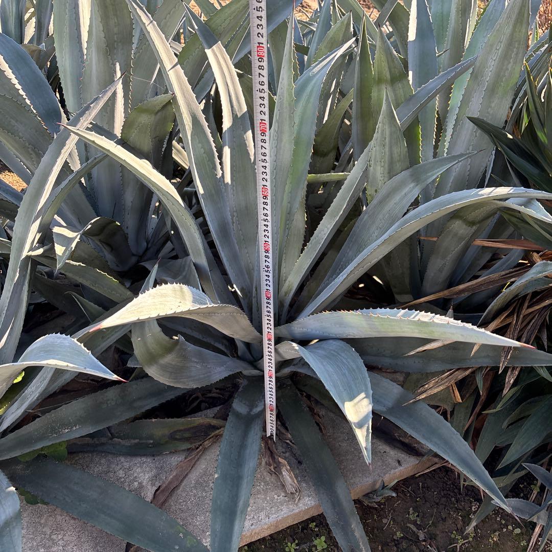 特大　巨大　アガベ　アメリカーナ　オアハカエンシス　ドライガーデン　33
