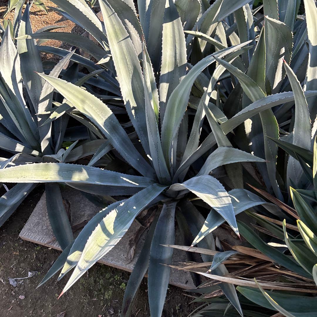 特大　巨大　アガベ　アメリカーナ　オアハカエンシス　ドライガーデン　33