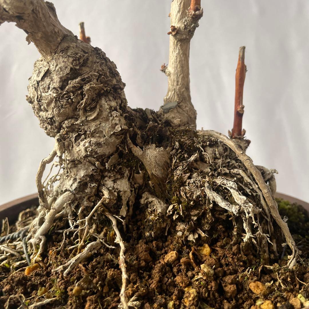 【盆栽 匿名配送 送料込み】 イチョウ(銀杏)