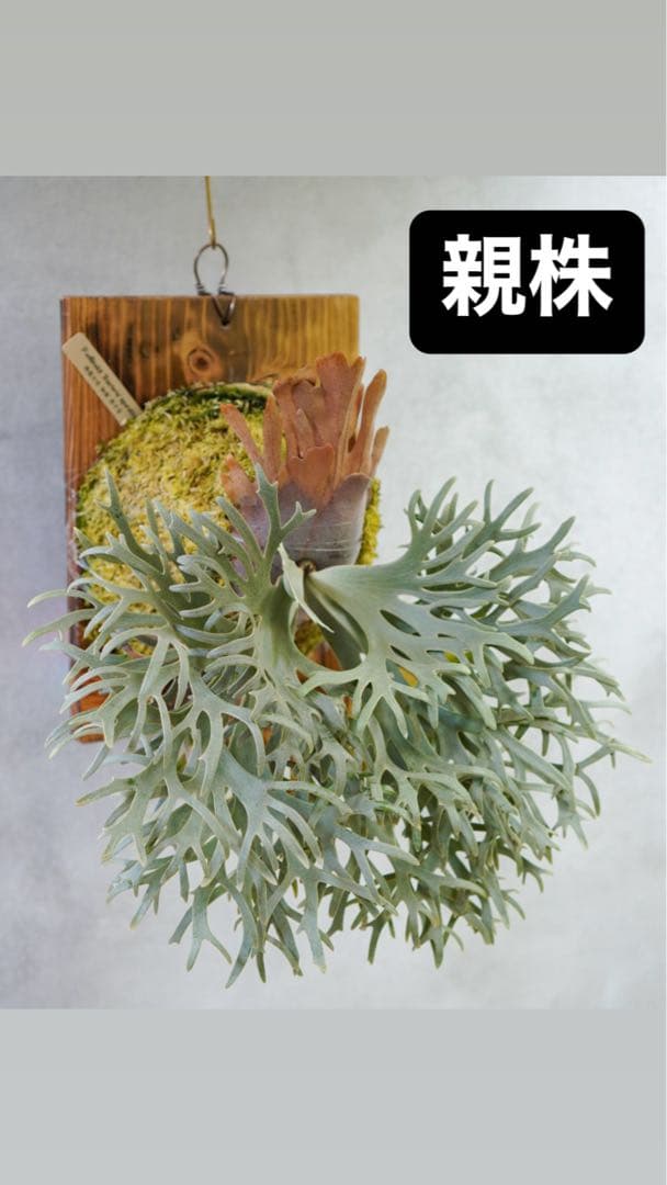 willinckii'Bacteria'spore PUPバクテリアビカクシダ①