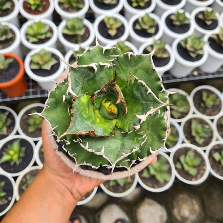 アガベチタノタシーザー