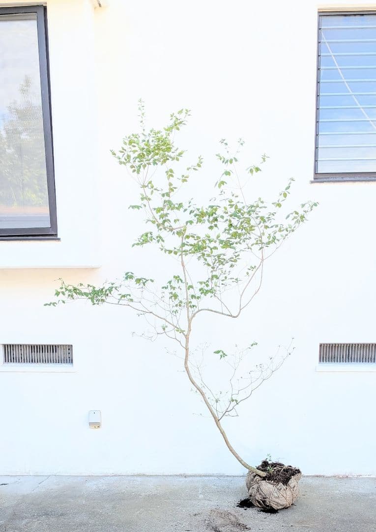 俊。。山採りドウダンツツジ。