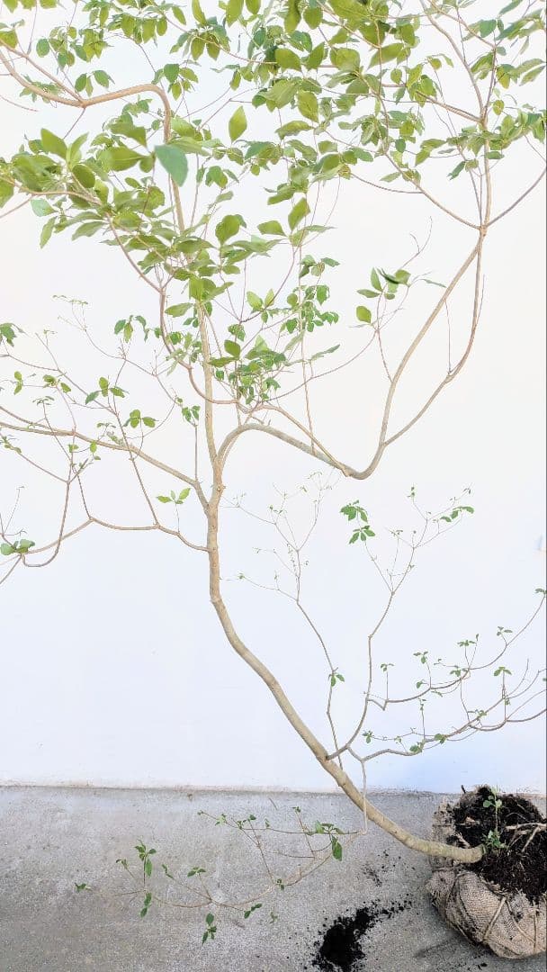 俊。。山採りドウダンツツジ。