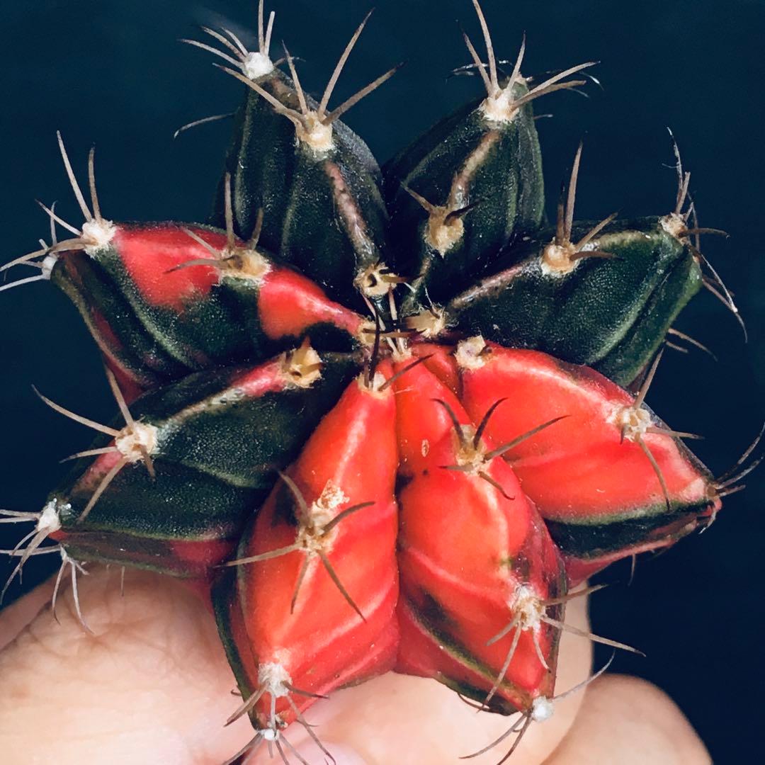 【稀少】緋牡丹錦×LB2178錦 向山レッドダイヤモンド 極上斑 特選 サボテン