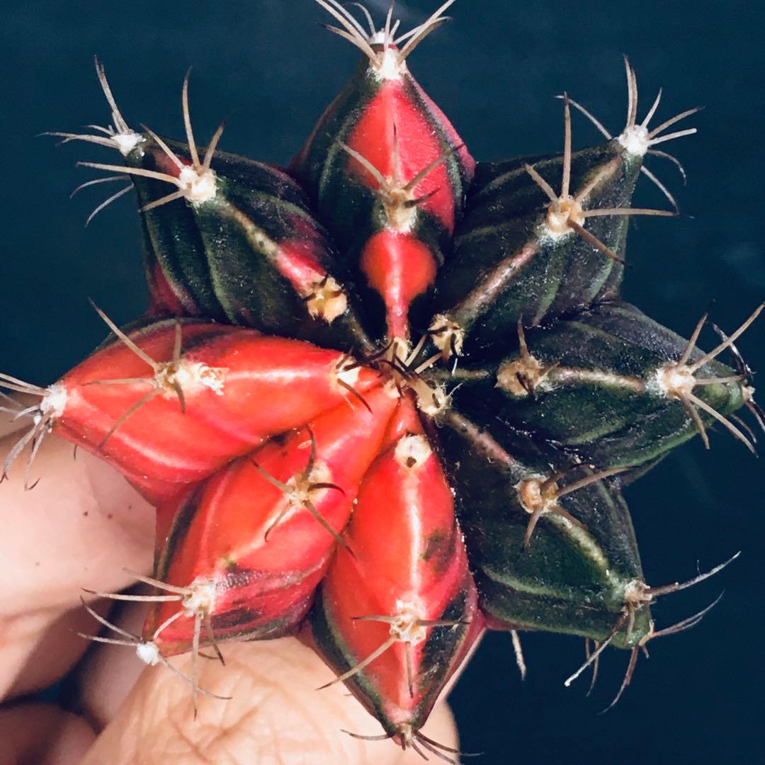 【稀少】緋牡丹錦×LB2178錦 向山レッドダイヤモンド 極上斑 特選 サボテン