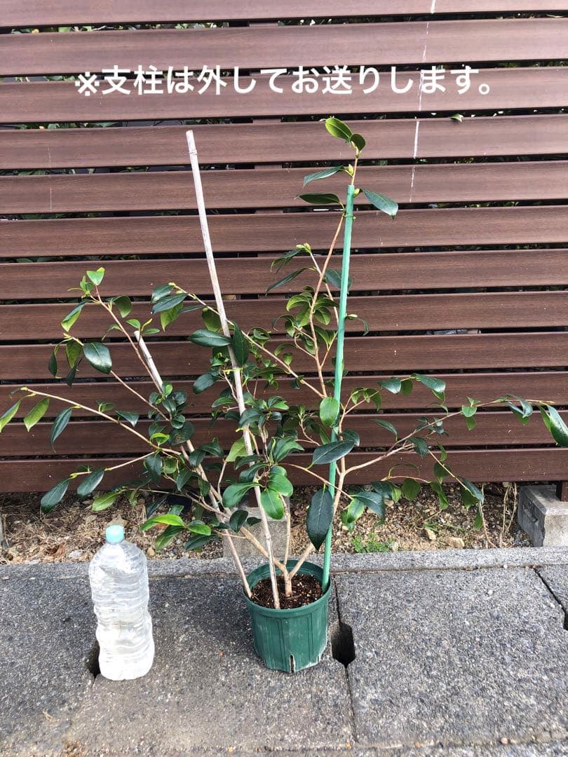 不可思議　椿　鉢底約100cm