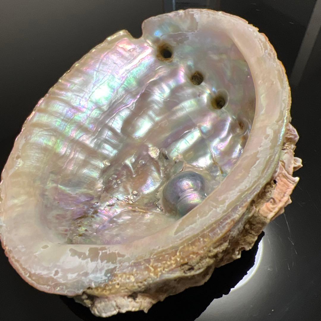 鮑玉　アワビの貝殻　アバロンパール　真珠付き約1cm強