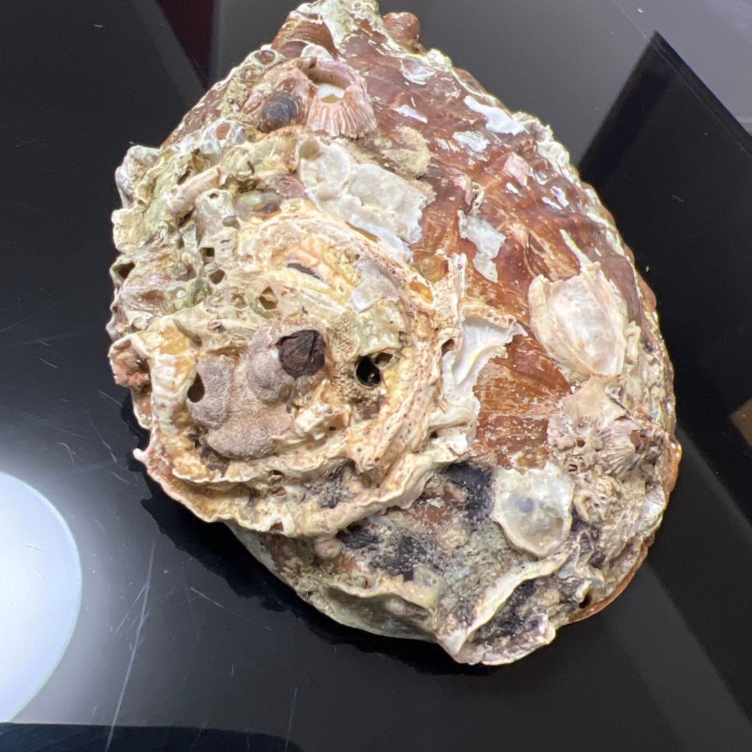 鮑玉　アワビの貝殻　アバロンパール　真珠付き約1cm強