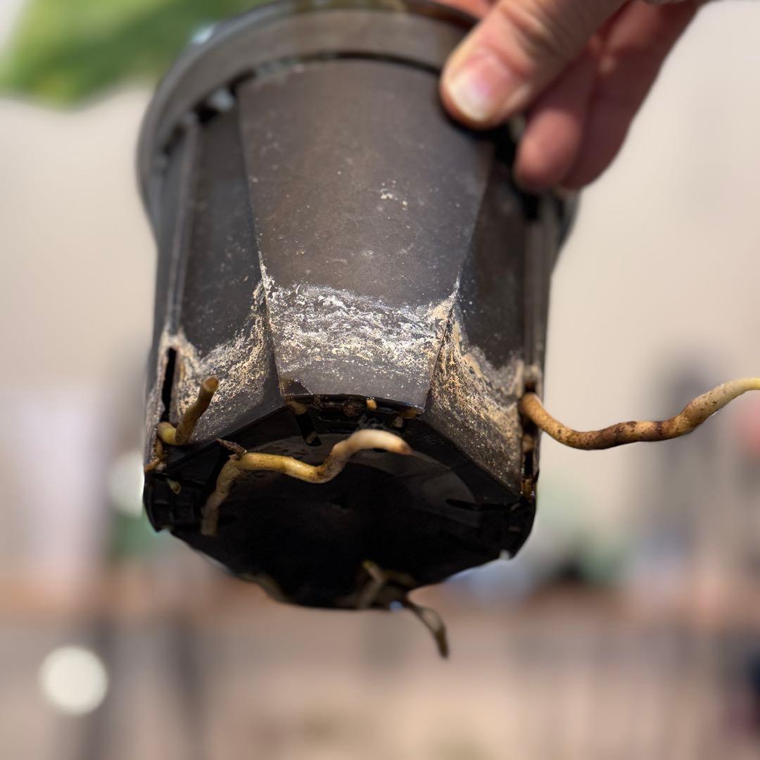 す*る様 22 モンステラ　デリシオーサ　レガシー　斑入り　美斑