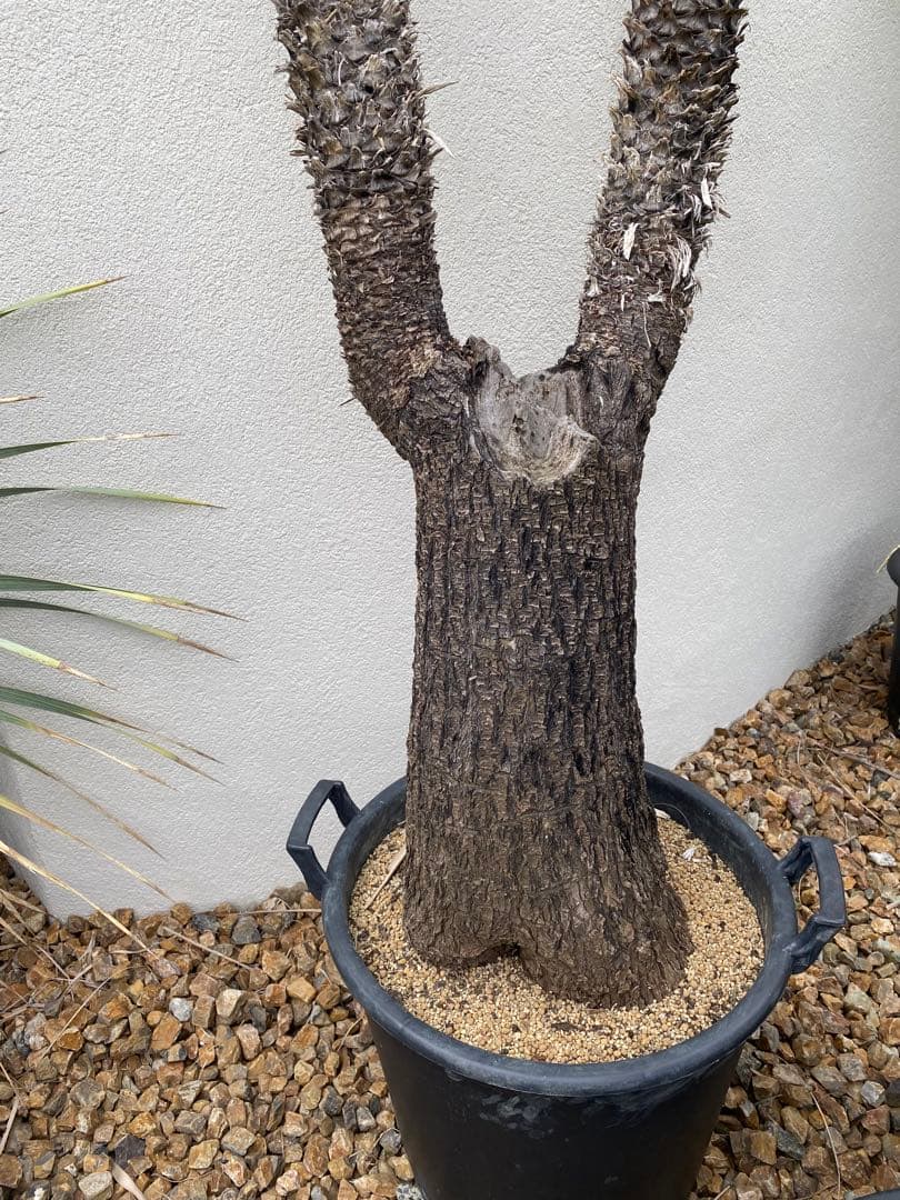 ユッカ　フィリフェラ