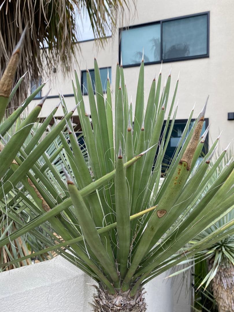 ユッカ　フィリフェラ