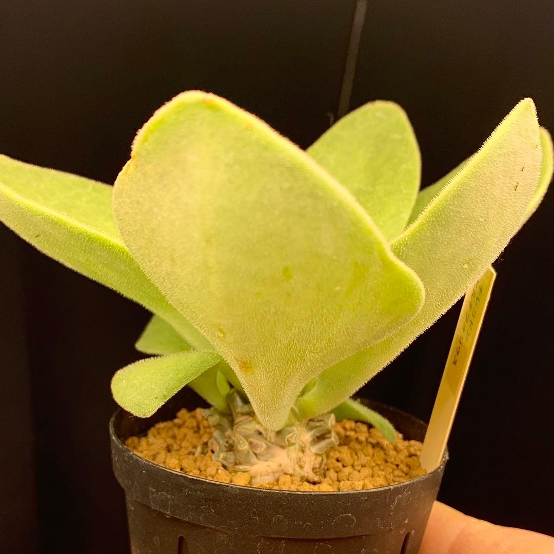 産地情報付しっかり塊根　写真2-6　チレコドン　ヒルチフォリウス　実生　多肉植物