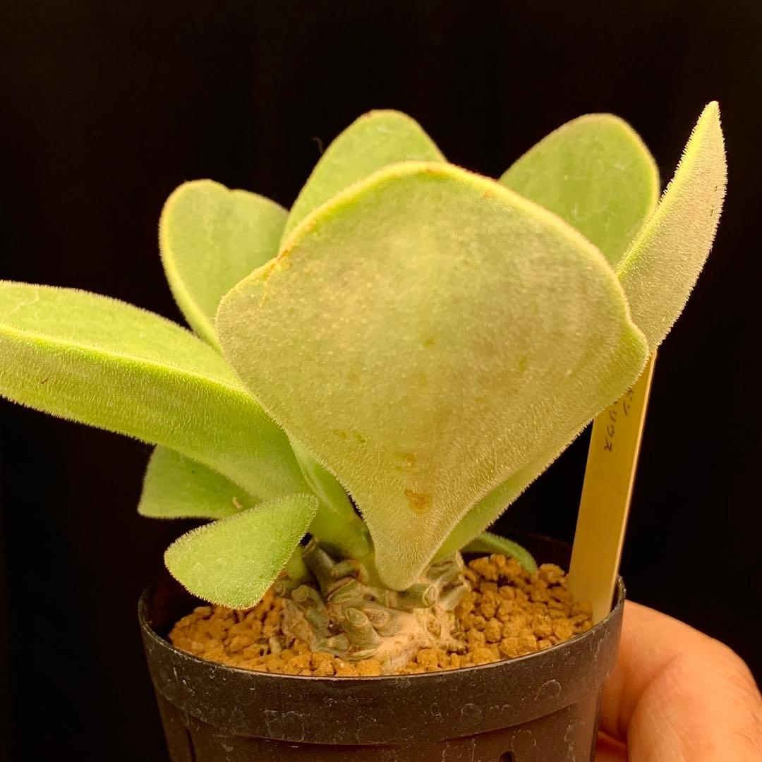 産地情報付しっかり塊根　写真2-6　チレコドン　ヒルチフォリウス　実生　多肉植物