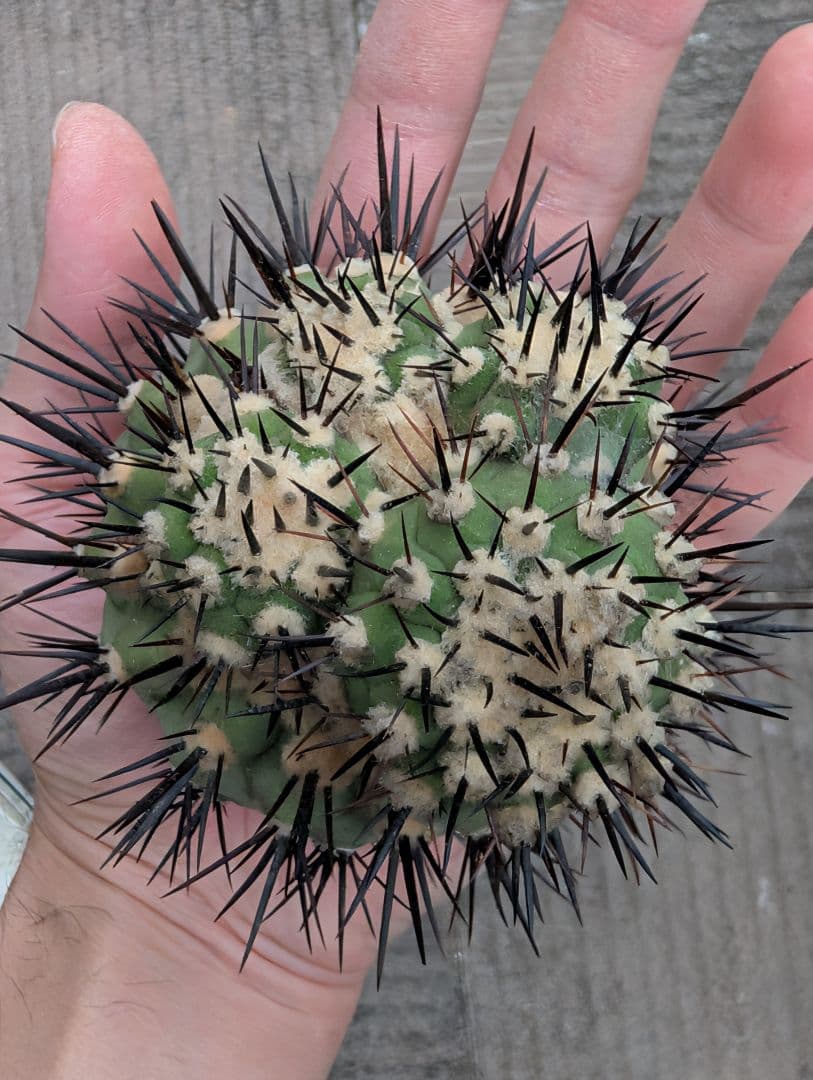 M*9様 【特選】コピアポア　シネレア　黒王丸②