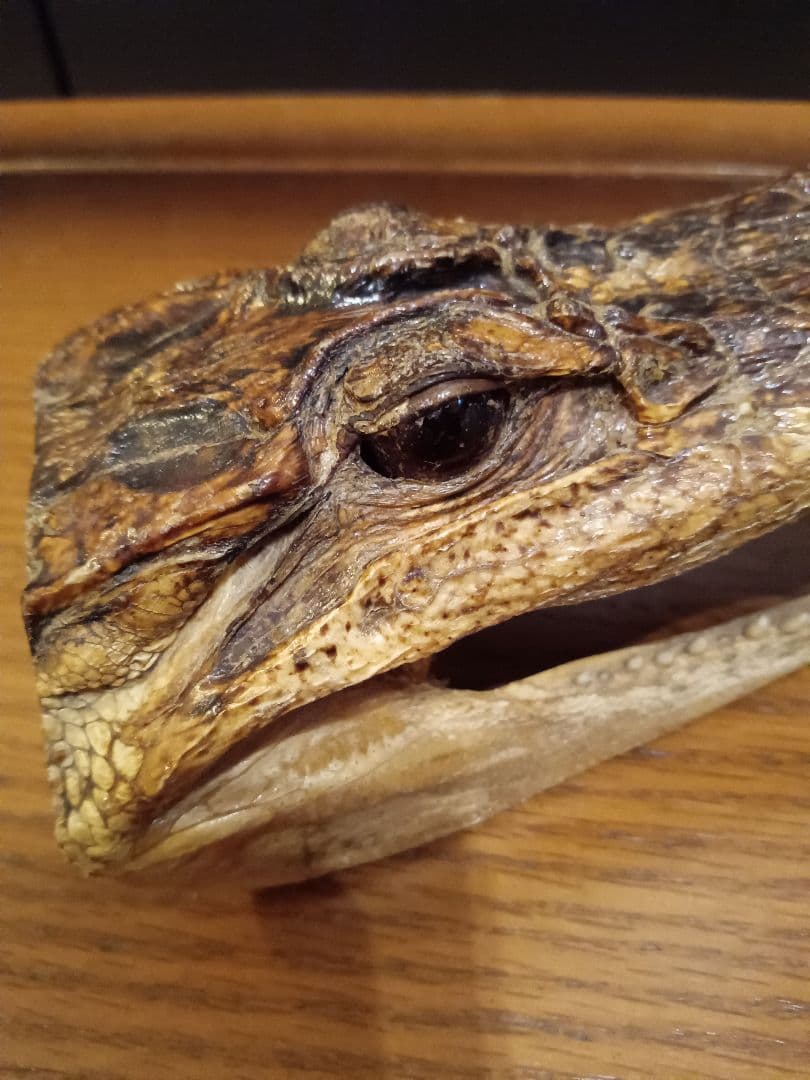 ワニ　カイマン　頭部　アリゲーター