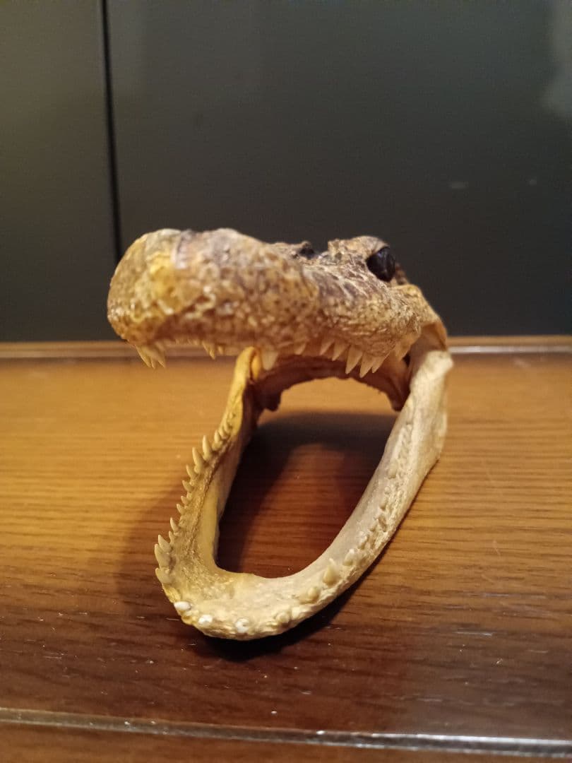 ワニ　カイマン　頭部　アリゲーター