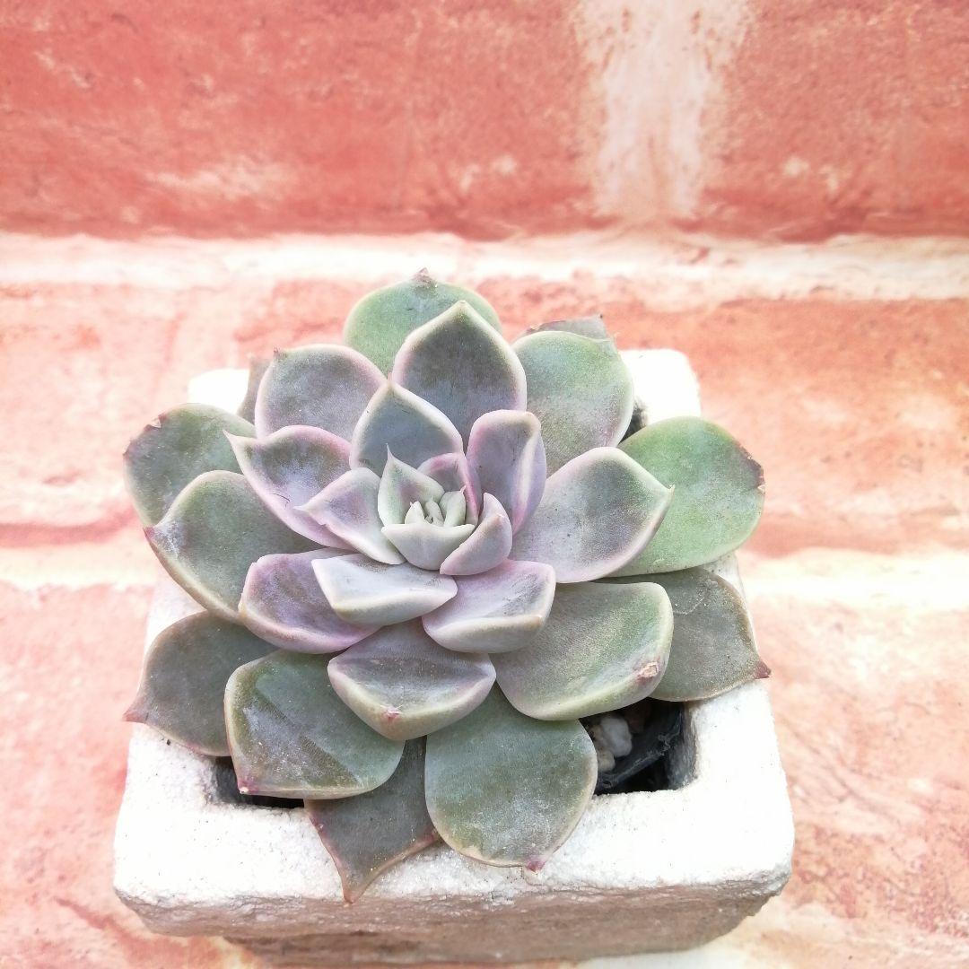 【⠀速達付き】まめこ様ご依頼分 桜大福他 多肉 エケベリア 錦玉園さん