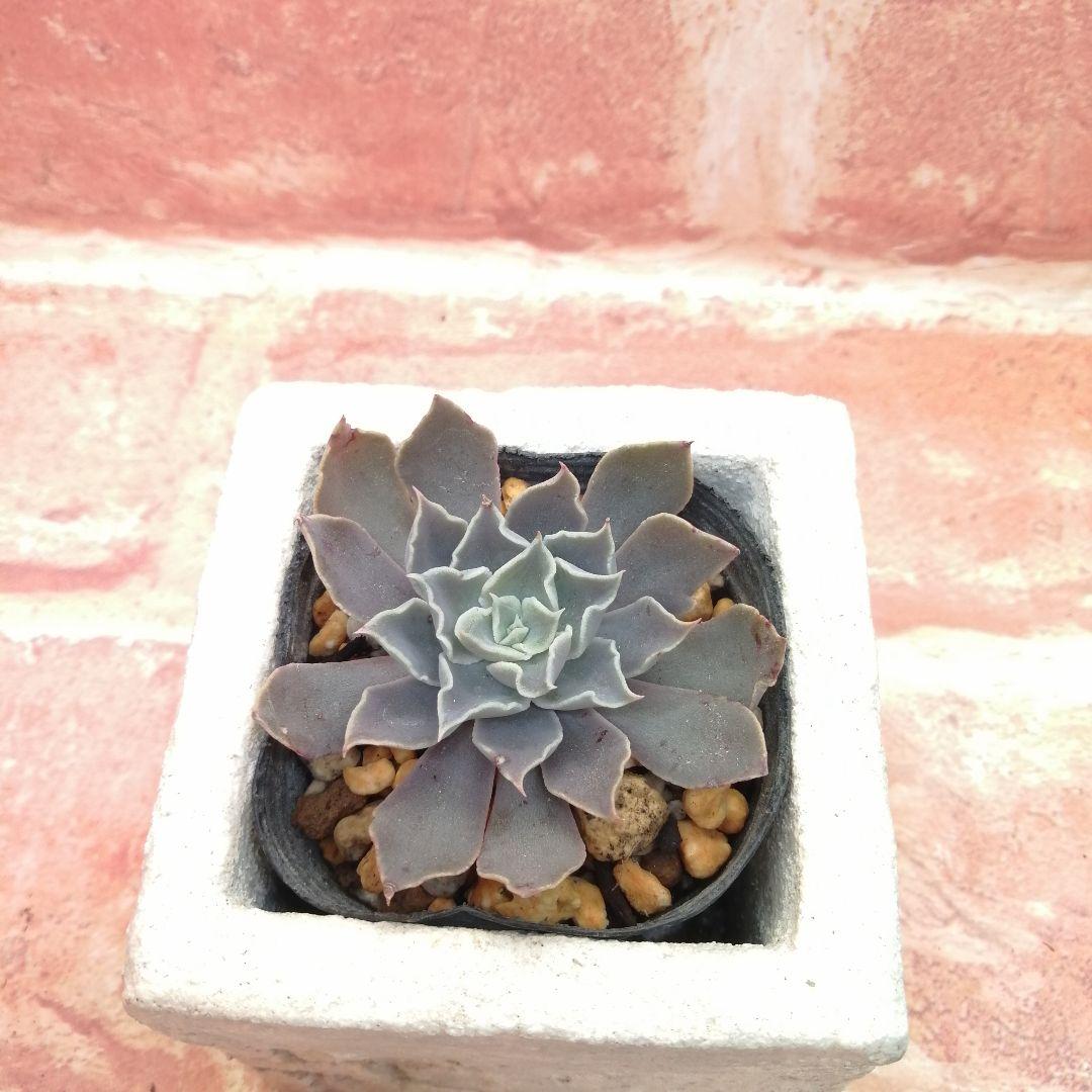 【⠀速達付き】まめこ様ご依頼分 桜大福他 多肉 エケベリア 錦玉園さん