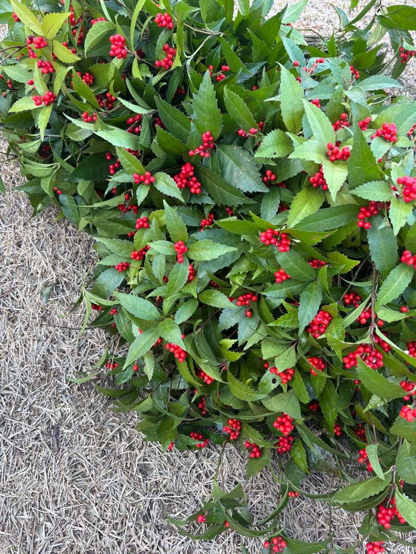 千両　エディブルフラワー　飾り葉