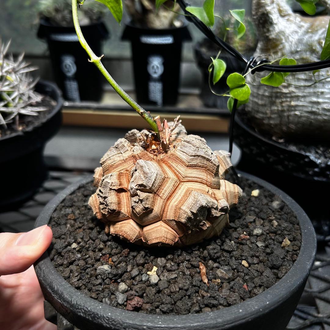 あ*ん様 亀甲竜　長谷川亀甲竜　ディオスコレアエレファンティペス　塊根植物