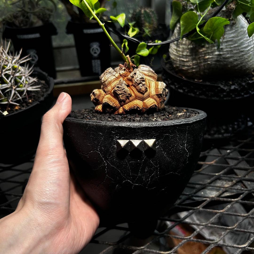 あ*ん様 亀甲竜　長谷川亀甲竜　ディオスコレアエレファンティペス　塊根植物