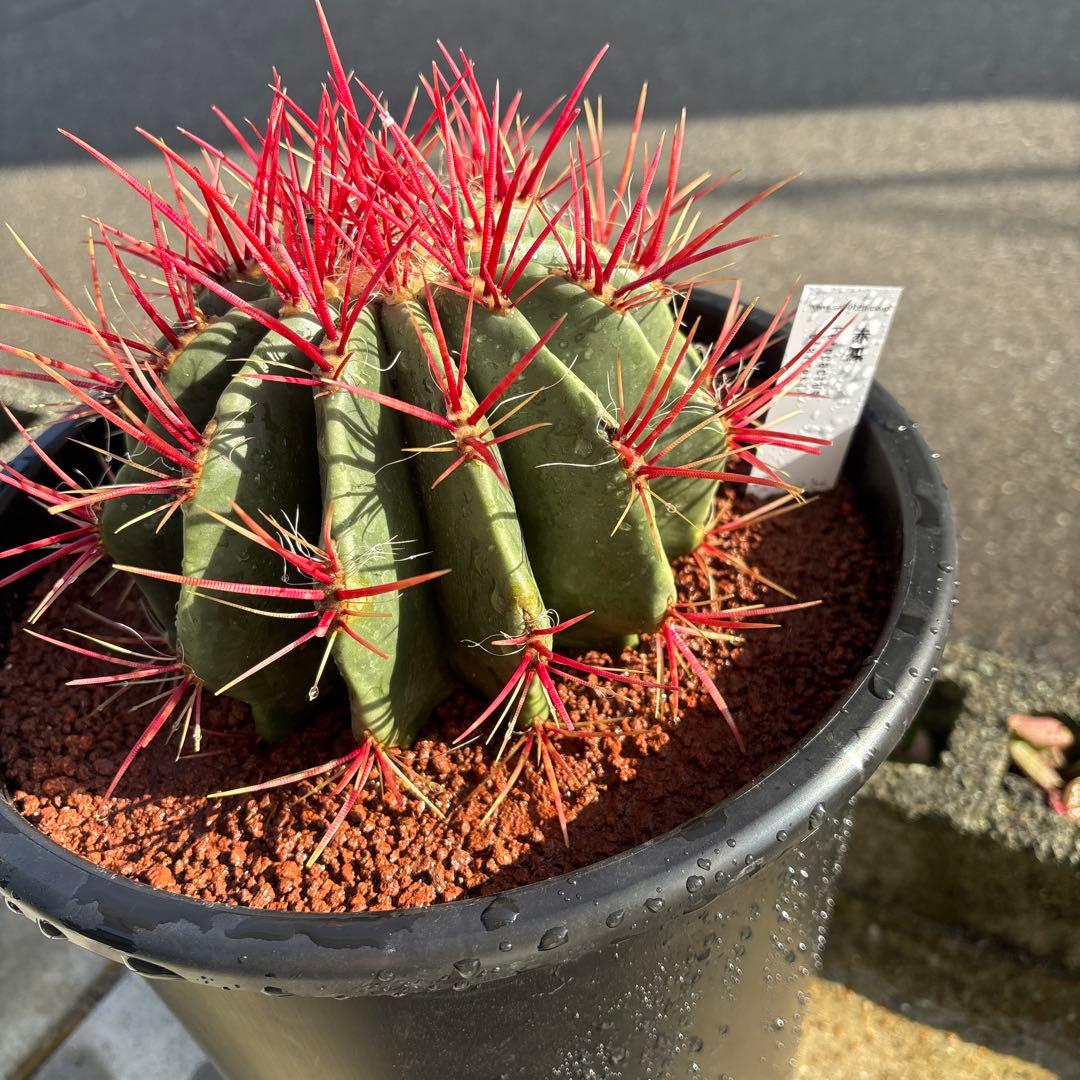 フェロカクタス　スタイネシー（セキホウ）　フェロカクタス　赤鳳８号