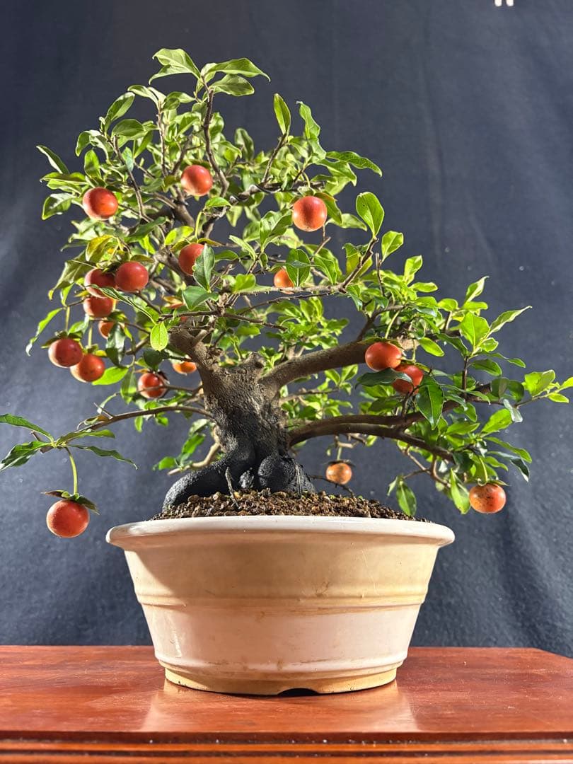 貴風盆栽、常盤柿、模様木、沢山の実付き やや傷や汚れあり