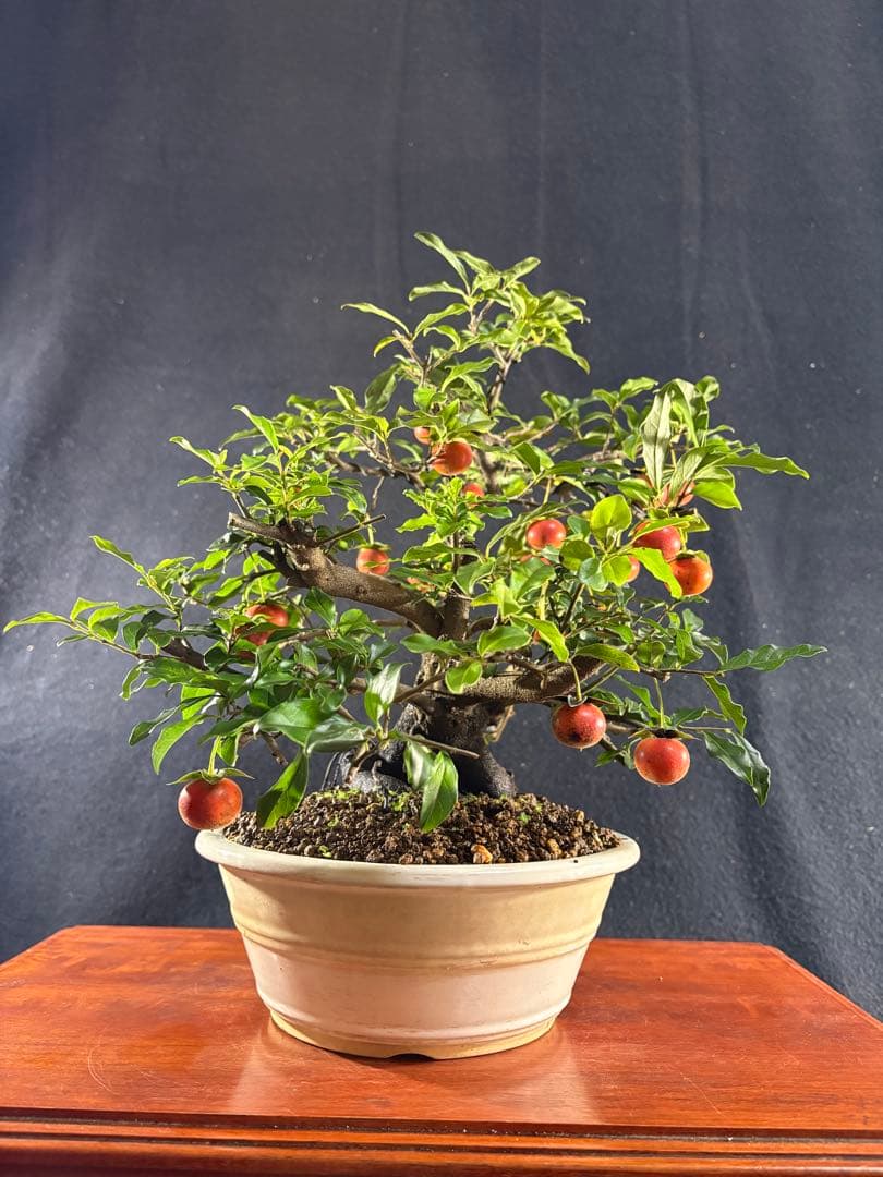 貴風盆栽、常盤柿、模様木、沢山の実付き やや傷や汚れあり