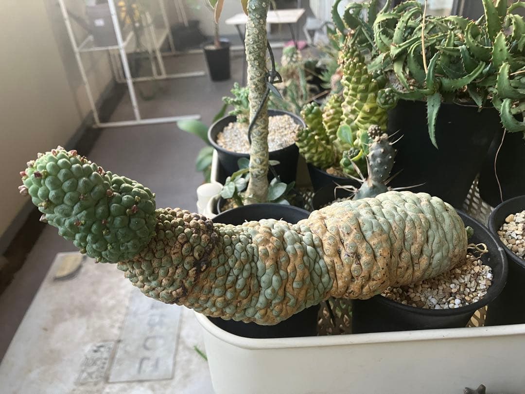 仏頭玉【超特大株】ラリレアキア カクティフォルメ