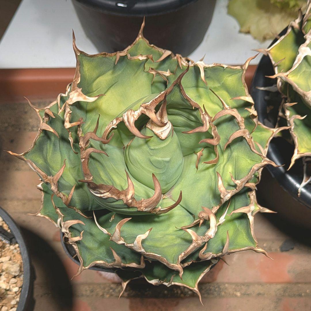 アガベ シーザー（Caesar）良型親株　鉢付き