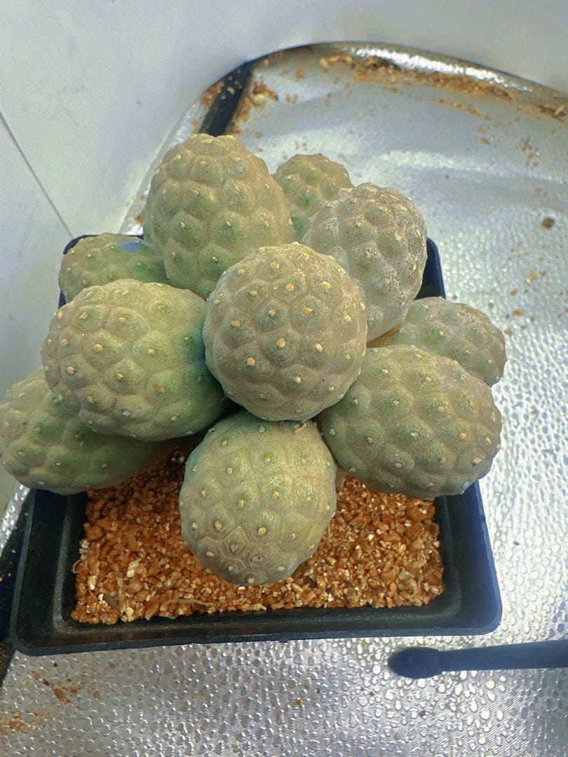 J*n様 B219多頭小型 緑色 球状サボテンテフロカクタス ゲオメトリクス（1