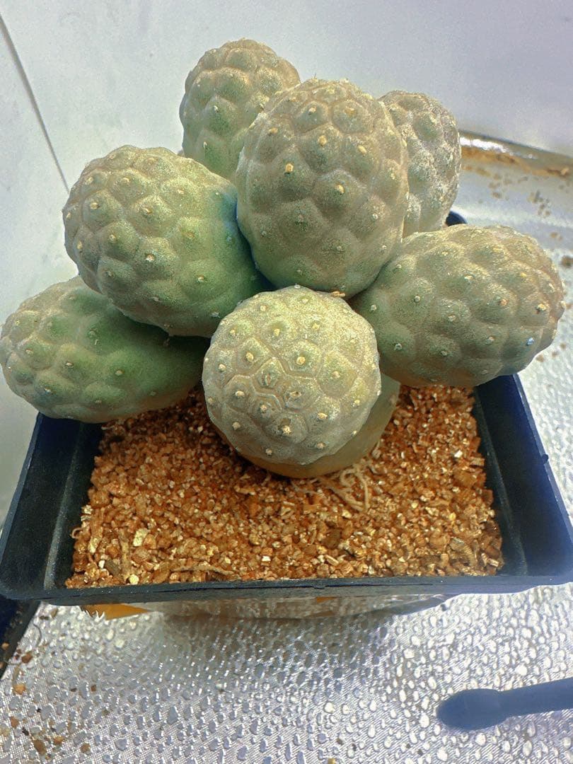 J*n様 B219多頭小型 緑色 球状サボテンテフロカクタス ゲオメトリクス（1