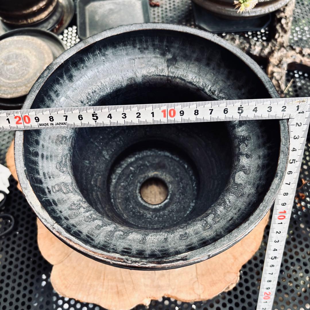 山中勇人 作家鉢 特大鉢 植木鉢 パキプス グラキリス アガベ 塊根 y鉢 2