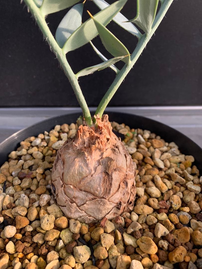 【南ア産・発根済】エンセファラルトス・ホリダス｜ショートリーフNo4-29