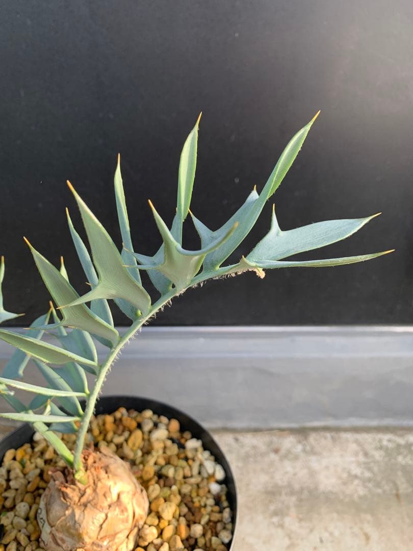 【南ア産・発根済】エンセファラルトス・ホリダス｜ショートリーフNo4-29