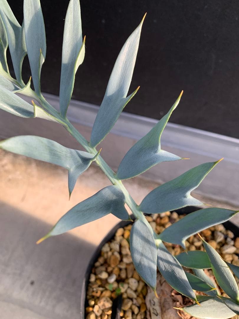 【南ア産・発根済】エンセファラルトス・ホリダス｜ショートリーフNo4-29