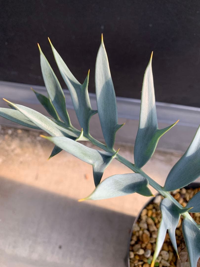 【南ア産・発根済】エンセファラルトス・ホリダス｜ショートリーフNo4-29