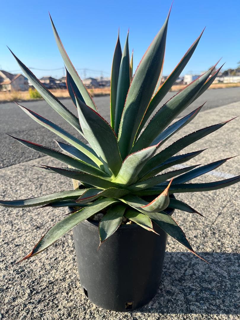 HARU‼️ アガベ　ブルーグロー　耐寒性　ドライガーデン