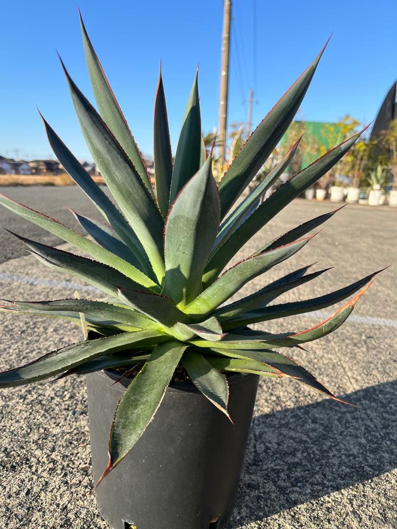 HARU‼️ アガベ　ブルーグロー　耐寒性　ドライガーデン