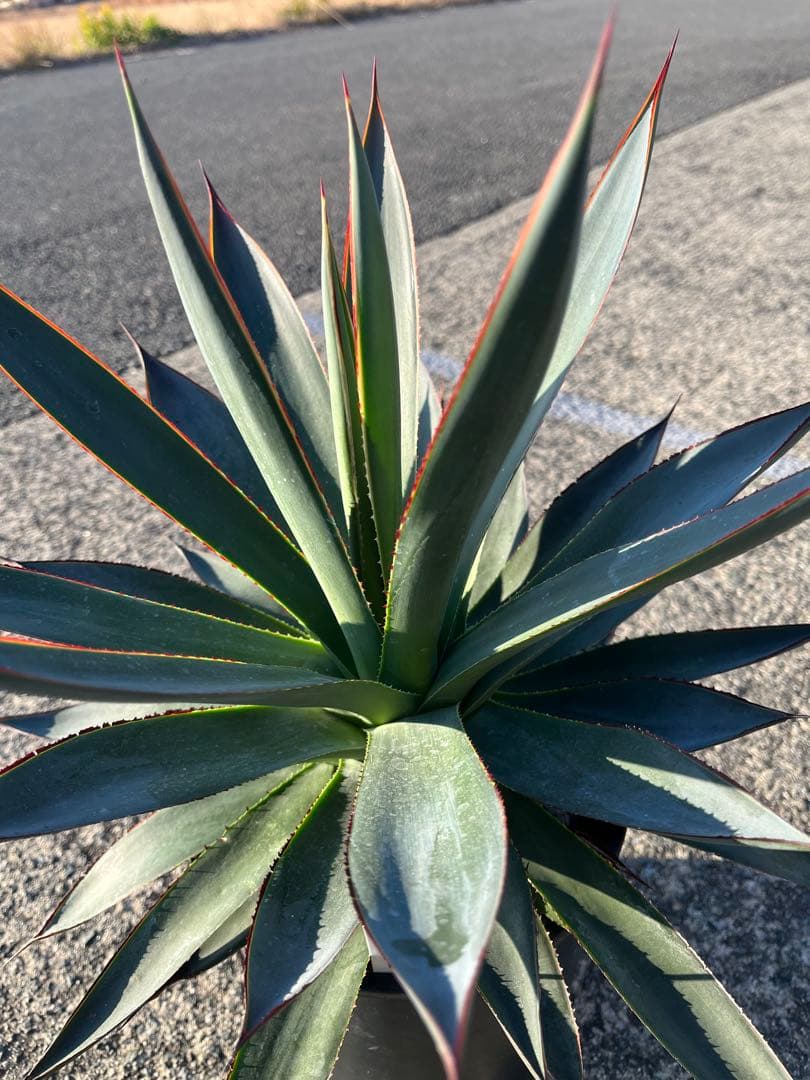 HARU‼️ アガベ　ブルーグロー　耐寒性　ドライガーデン