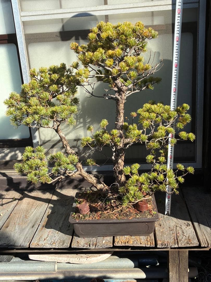 ★盆栽★ 赤石五葉松　E- 31 樹齢100年以上　★愛媛県より発送★