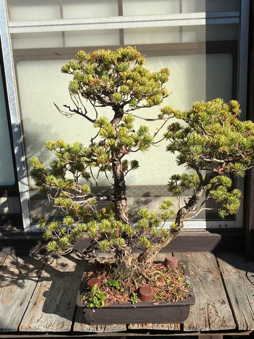 ★盆栽★ 赤石五葉松　E- 31 樹齢100年以上　★愛媛県より発送★