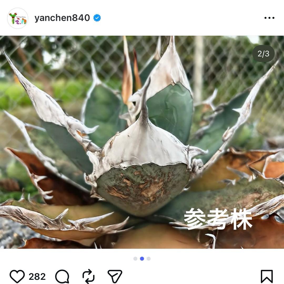 アガベ　X犀　xrhino