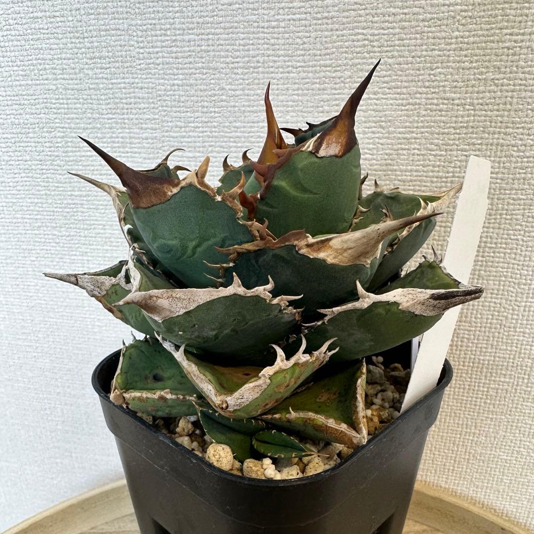 アガベ　X犀　xrhino