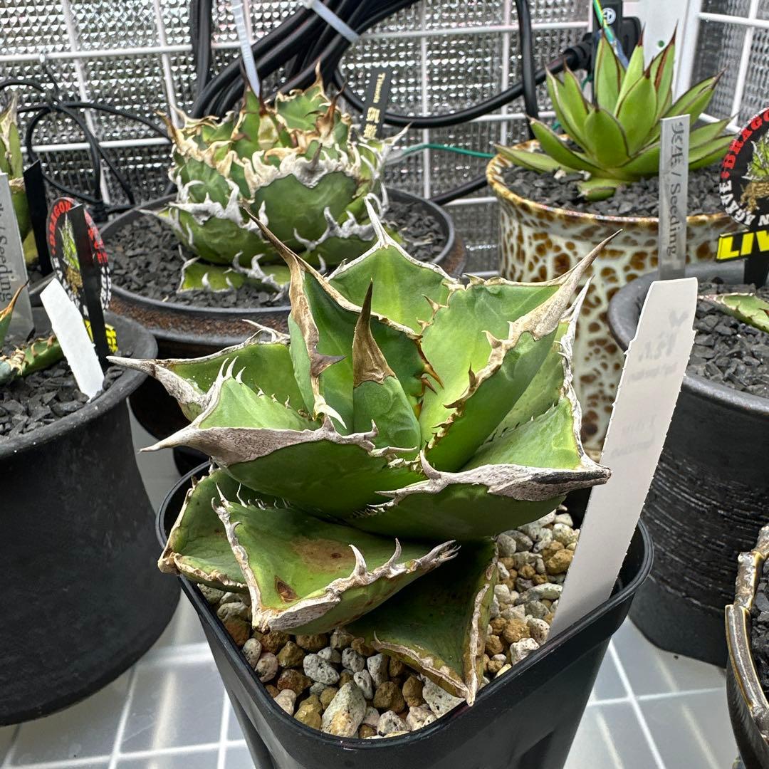 アガベ　X犀　xrhino