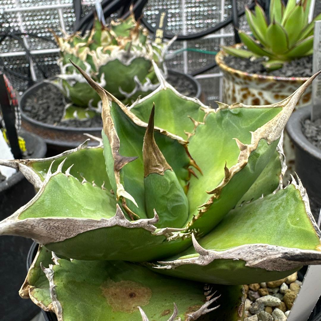 アガベ　X犀　xrhino