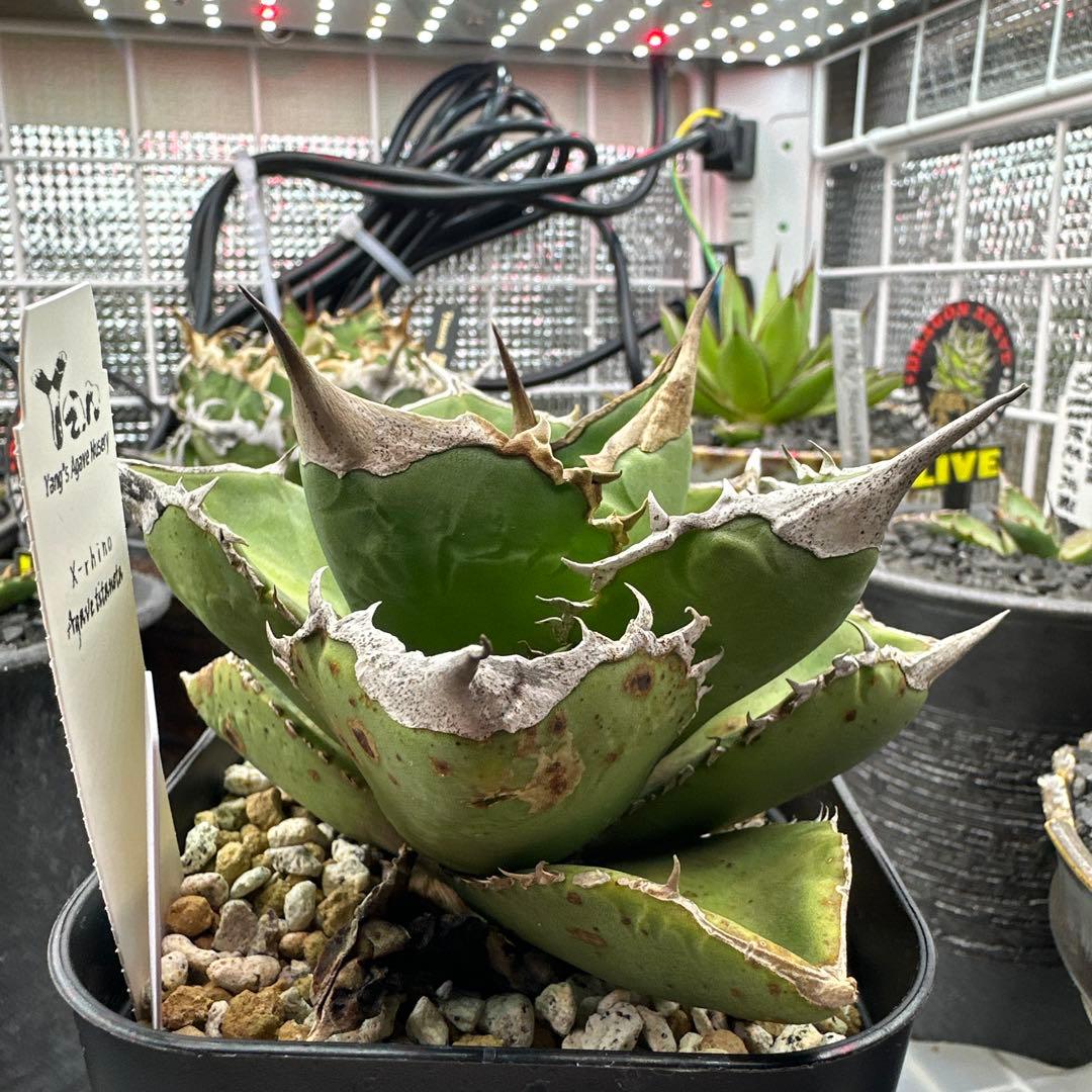 アガベ　X犀　xrhino